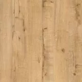 Дуб ирландский